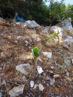 FOTKA - Ostrov Symi - malebn krsa