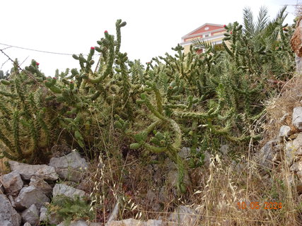 FOTKA - Ostrov Symi - malebn krsa