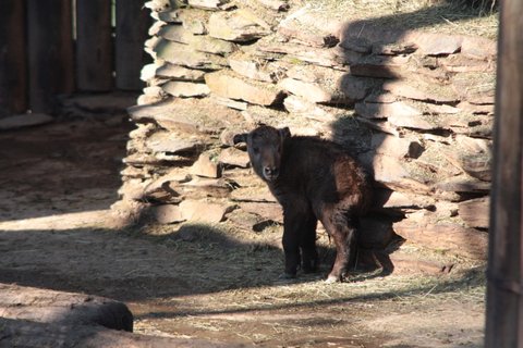 FOTKA - ZOO Liberec m prvn leton mld takina!