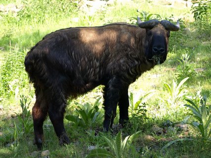 FOTKA - Novm obyvatelem dnsk zoo je takin indick