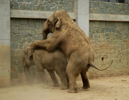 FOTKA - Co bylo pinou hynu slonho sameka v Zoo Ostrava?