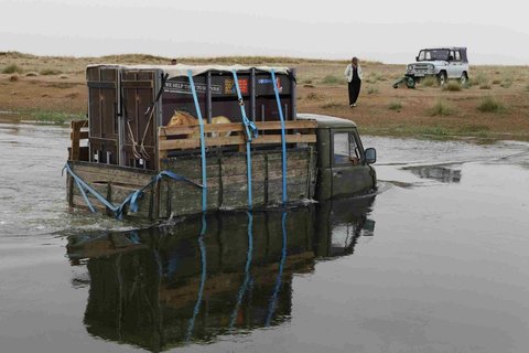 FOTKA - Kon Pevalskho spn zvldli nron transport do Mongolska