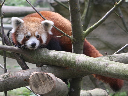 FOTKA - Nov obyvatel jihlavsk ZOO panda Kjnek oetovatelm utekl