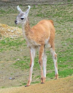 FOTKA - Novinky z jihlavsk ZOO