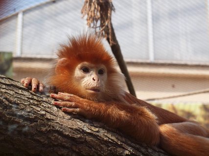 FOTKA - V krlovdvorsk ZOO oteveli kolosln voliru pro lidoopy