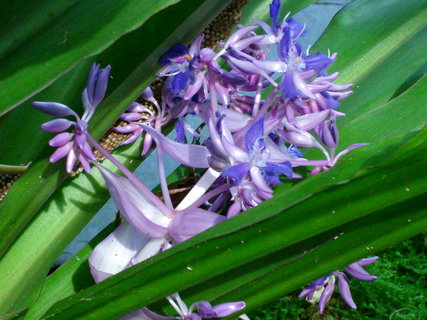 FOTKA - Bergianska botanick zahrada