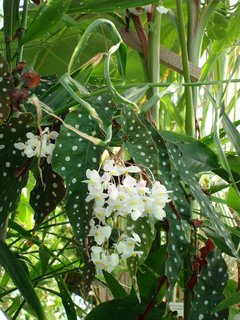 FOTKA - Bergianska botanick zahrada