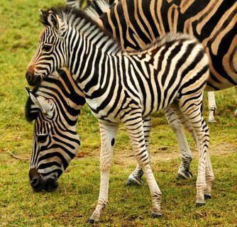 FOTKA - Stdo zeber z olomouck ZOO se opt rozrostlo