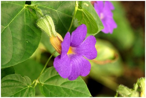 FOTKA - Botanick zahrada Praha  Jarn novinky