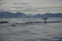 Americk nrodn parky - Aljaka: Nrodn park Glacier Bay