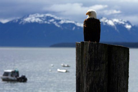 FOTKA - Americk nrodn parky - Aljaka: Nrodn park Glacier Bay