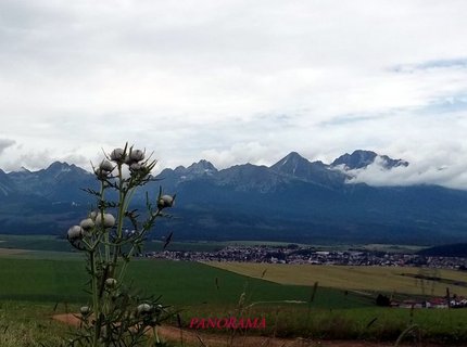 FOTKA - Kdy Tatry kvetou