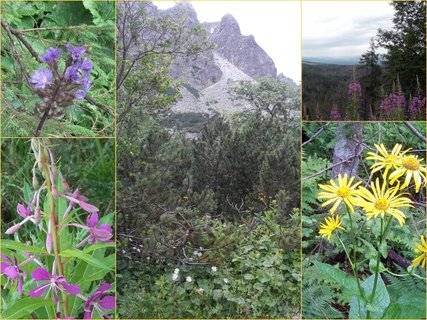 FOTKA - Kdy Tatry kvetou