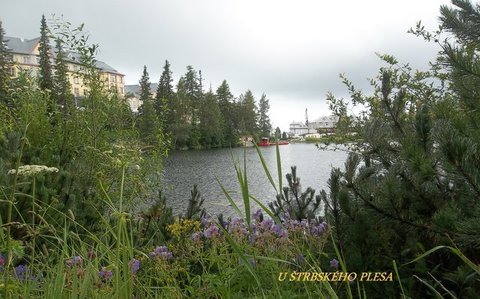 FOTKA - Kdy Tatry kvetou