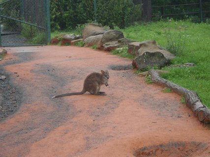 FOTKA - Olomouck zoo na Svatm Kopeku