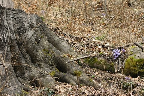 FOTKA - Doupovsk hory - zapomenut kraj