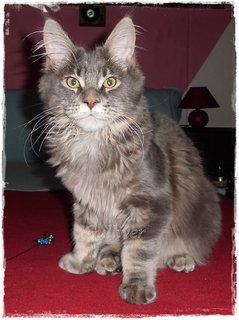 FOTKA - Mainsk mval koka (Maine Coon)