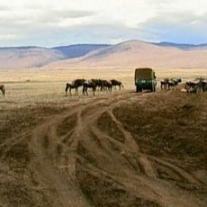 Cestomnie: Tanzanie  Africk safari