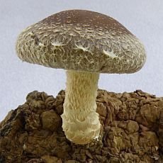 houba shiitake