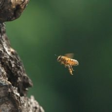 Zajmavosti ze ivota vely se dozvte na Prima ZOOM