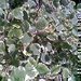 Plectranthus - balknov kvtina